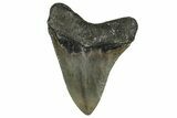 Serrated, Fossil Megalodon Tooth - North Carolina #355734-1